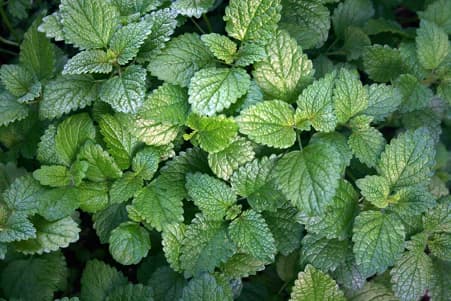 Lemon Balm: Natures Powerful Herb for Mind, Body, and Skin
