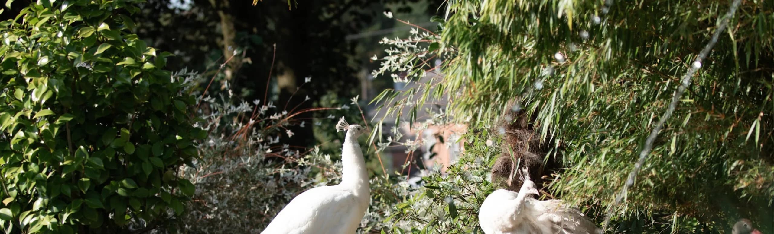 White peacocks in the gardens at Flamingo Falls