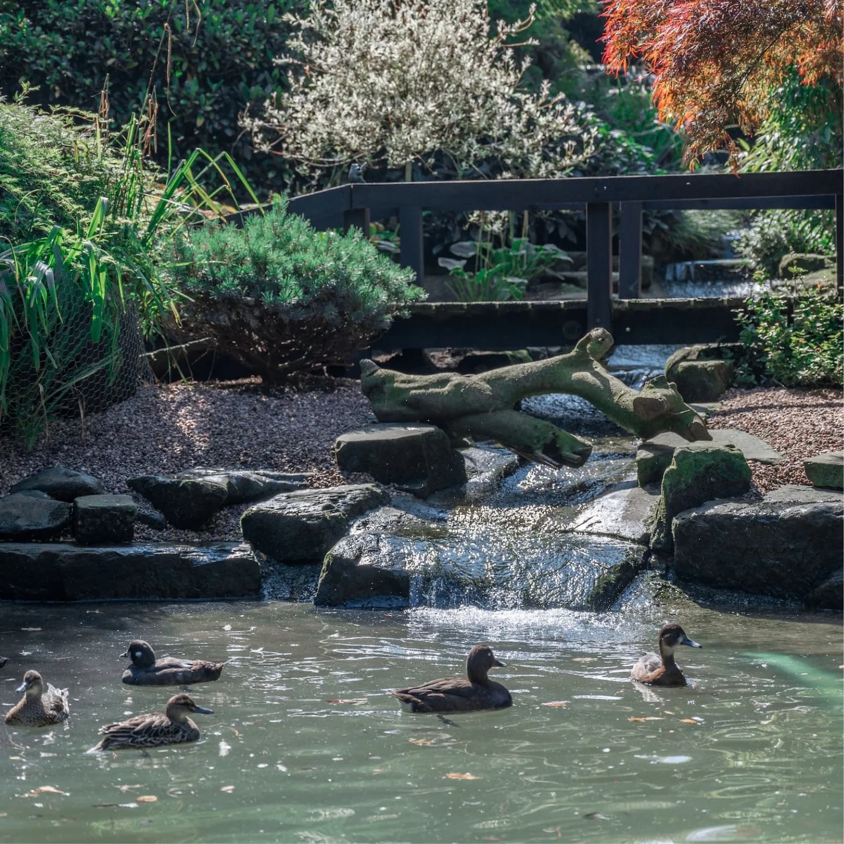 Waterfall and pond in the gardens at Flamingo Falls, Mobberley